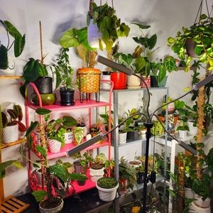 Mystery of 5 Houseplant Cuttings from my 200+ collection, see description!